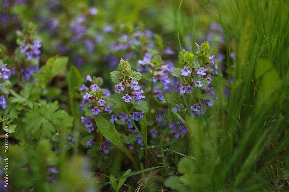 Purple flowers of Glechoma hederacea. Other names are Nepeta glechoma, Nepeta hederacea - ground-ivy, gill-over-the-ground, creeping charlie, alehoof, tunhoof, catsfoot, field balm, and run-away-robin Purple flowers of Glechoma hederacea. Other names are Nepeta glechoma, Nepeta hederacea - ground-ivy, gill-over-the-ground, creeping charlie, alehoof, tunhoof, catsfoot, field balm, and run-away-robin
