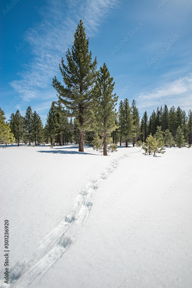 Usa, California, Mono County, Highway 395, Deadman Summit. Sierra Nevada Mountains Snowshoe Tracks through Jeffery Pine (Pinus jefferyi) Forest in a snowy winter scene.