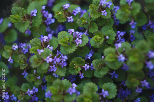 Purple flowers of Glechoma hederacea. Other names are Nepeta glechoma, Nepeta hederacea - ground-ivy, gill-over-the-ground, creeping charlie, alehoof, tunhoof, catsfoot, field balm, and run-away-robin photo