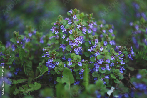 Purple flowers of Glechoma hederacea. Other names are Nepeta glechoma, Nepeta hederacea - ground-ivy, gill-over-the-ground, creeping charlie, alehoof, tunhoof, catsfoot, field balm, and run-away-robin
