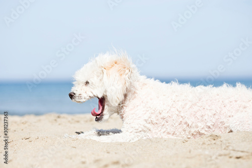 miniature poodle on beach © Patricia Chumillas