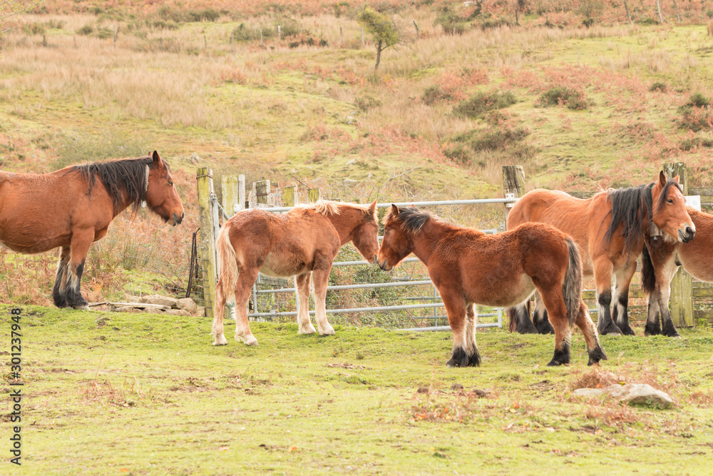 Fototapeta premium Caballos con potros en el campo