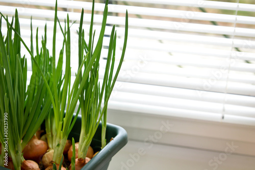 a garden of young onion on a window sill.Growing onions on the windowsill. Fresh green onions at home Indoor gardening growing spring onions in flower pot on window sill. Fresh sprouts of green onion 