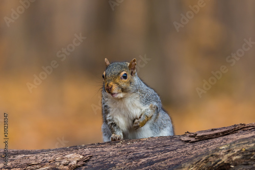 Eastern grey squirrel taken on a fall background of golden leaves, in Quebec, Canada. © Hummingbird Art