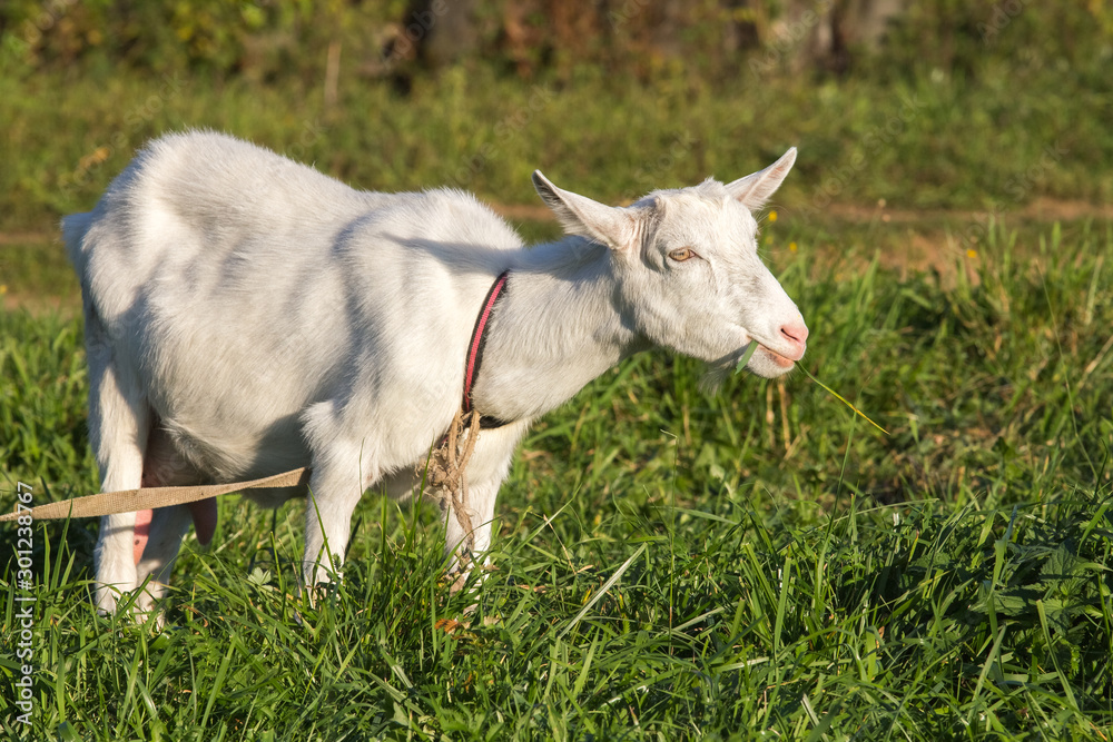 Obraz premium goat chewing grass in the meadow