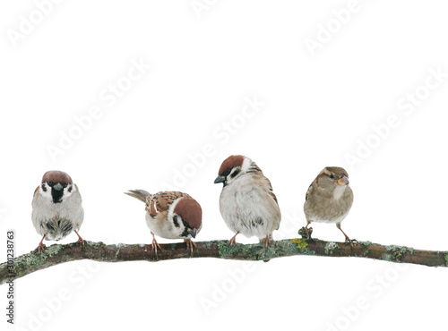 four little funny sparrow birds are sitting on a branch on a white isolated background in the garden