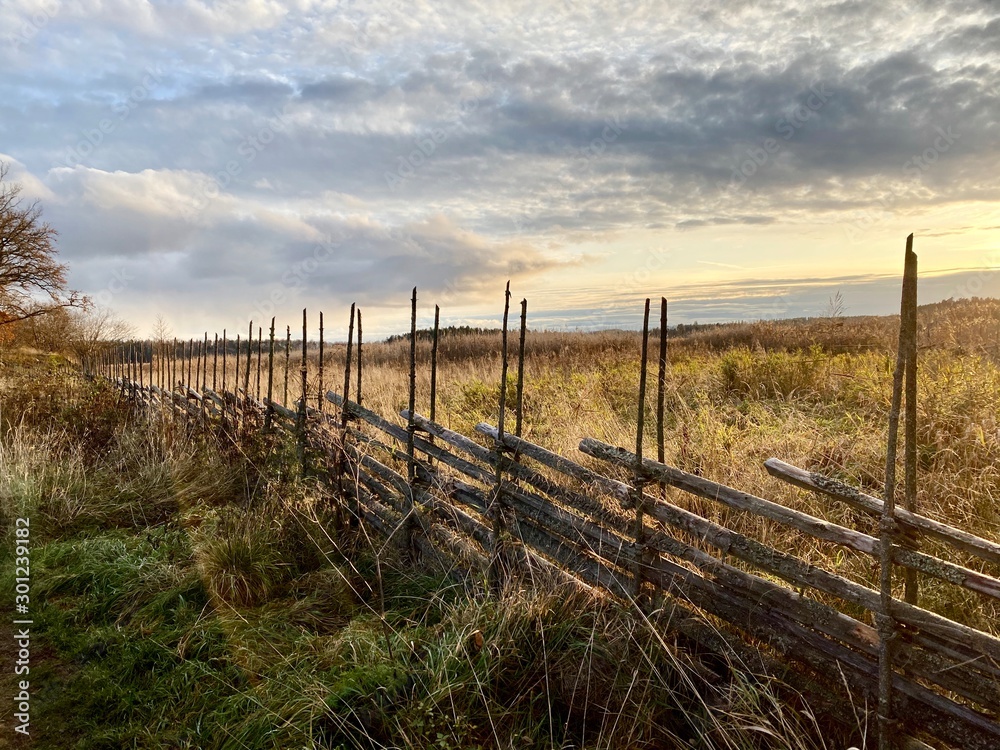 fence in the field