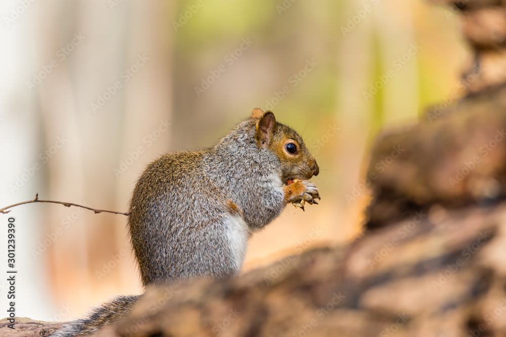 Eastern grey squirrel taken on a fall background of golden leaves, in Quebec, Canada.