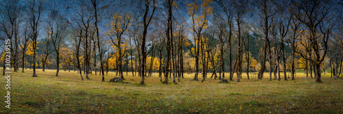 Autumn panorama in the Eng-Alm in Tyrol with yellow maple trees