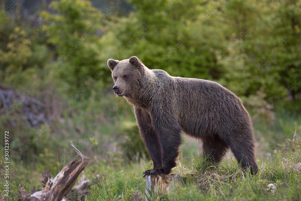 Fototapeta premium European Brown Bear (Ursus arctos arctos), in the forest, Slovakia. Wild bear in coniferous forest. Bear looking for food, in the background of spruce forest. .