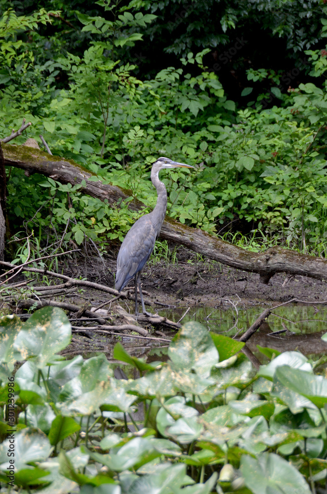 Fototapeta premium great blue heron
