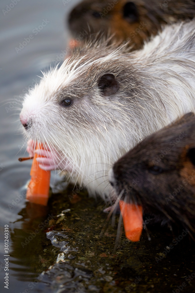 Fotografie Small young coypu eating a carrot
