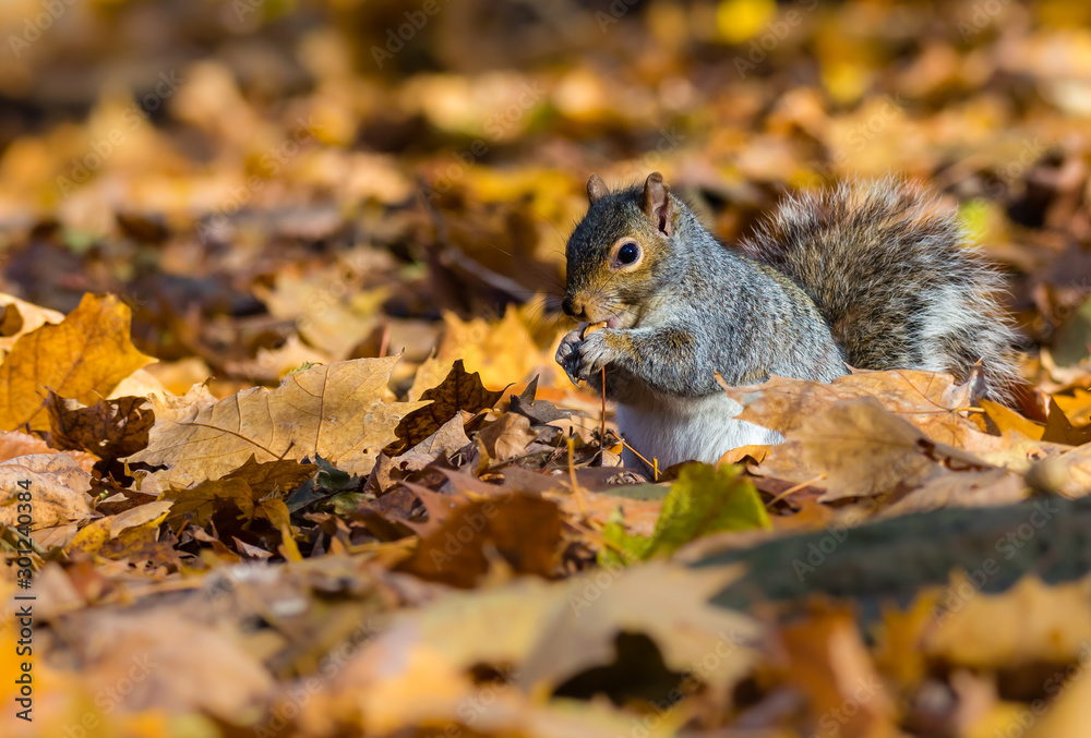 Eastern grey squirrel taken on a fall background of golden leaves, in Quebec, Canada. Eastern grey squirrel taken on a fall background of golden leaves, in Quebec, Canada.
