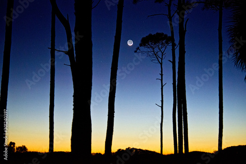 Moon in the Trees © David Arment