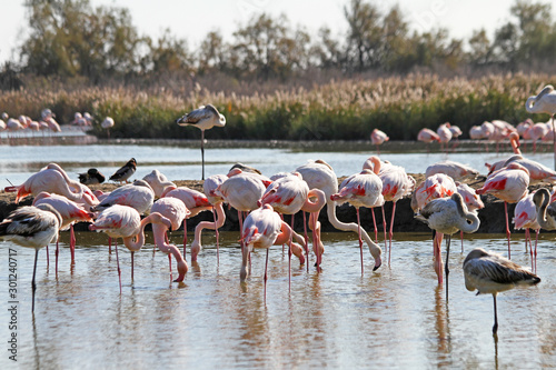 Flamingos in water in Camargue