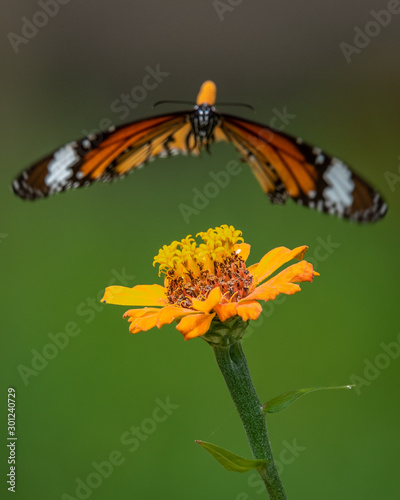 Stripped Tiger flying to the flower.