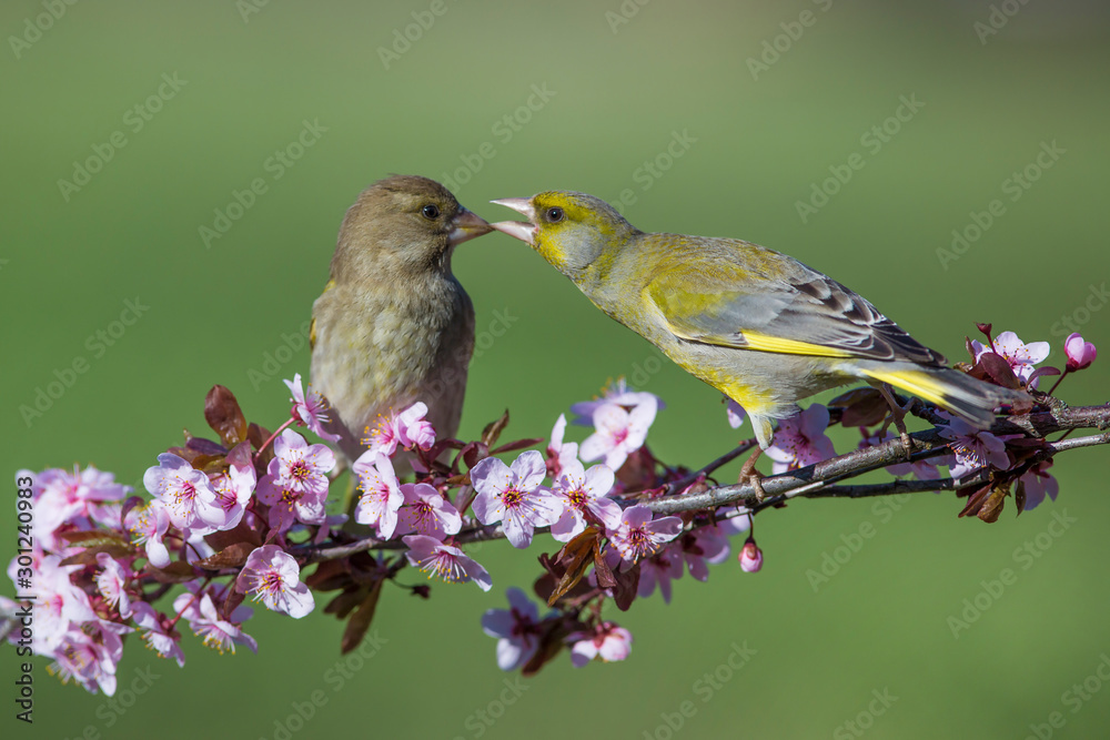 Eurasian greenfinch (Chloris chloris) on a blossoming branch Eurasian greenfinch (Chloris chloris) on a blossoming branch