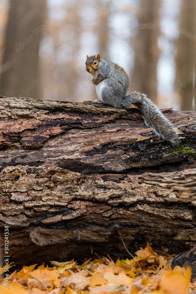 Eastern grey squirrel taken on a fall background of golden leaves, in Quebec, Canada. Eastern grey squirrel taken on a fall background of golden leaves, in Quebec, Canada.