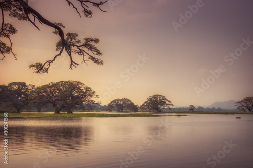 Trees in water with reflection on beautiful lake Tissa Wewa at sunset in pink colors in Tissamaharama wetland Sri Lanka photo
