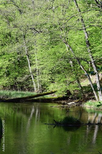 Fototapeta Naklejka Na Ścianę i Meble -  backwaters in the woods mazury poland
