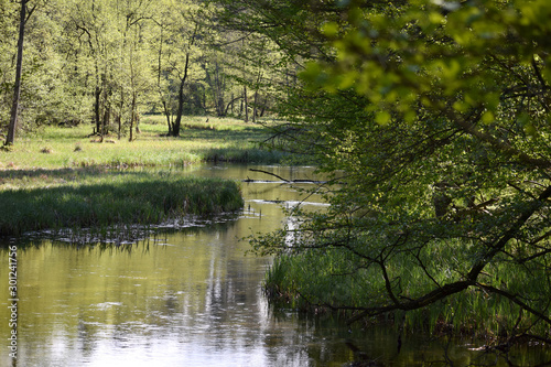 Slow peacefull river in the woods