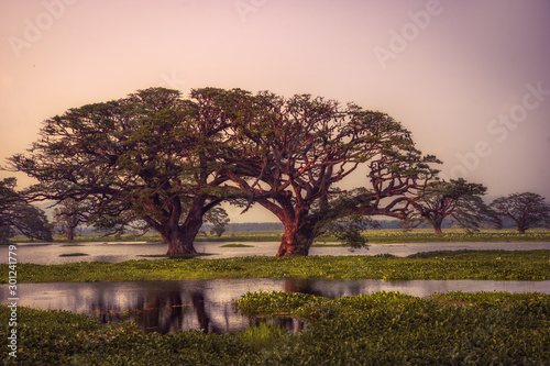 Beautiful tropical scenery of trees in water on lake Tissa Wewa during pink sunset nearby Tissamaharama wetland Sri Lanka photo