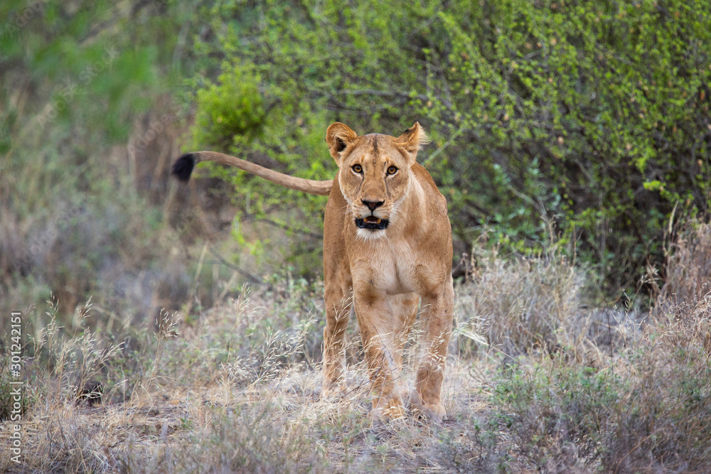 Free-ranging lion at Shompole conservancy, Kenya Free-ranging lion at Shompole conservancy, Kenya