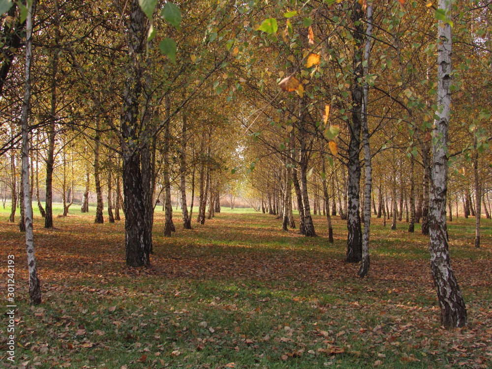 autumn in the park autumn in the park