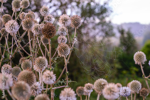 white milk thistle thicket and spider web at foggy morning close-up with selective focus