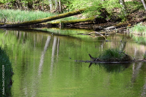 Fototapeta Naklejka Na Ścianę i Meble -  backwaters in the woods mazury poland