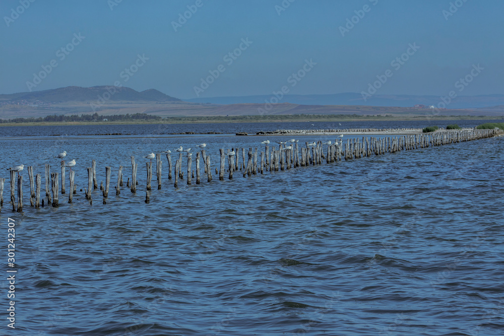 A landscape of the saltwater Pomorie Lake with birds on wooden pegs. Bulgaria.