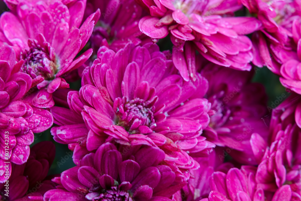 Obraz premium nches and bouquets
