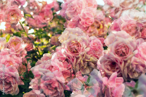 Pink roses garden, multi exposure 