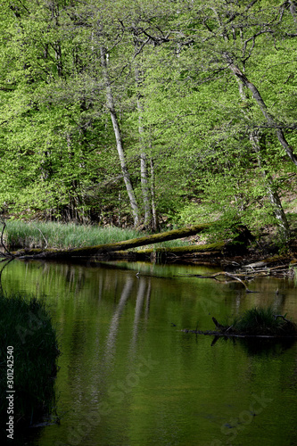 Fototapeta Naklejka Na Ścianę i Meble -  backwaters in the woods mazury poland