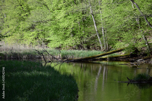 Fototapeta Naklejka Na Ścianę i Meble -  backwaters in the woods mazury poland