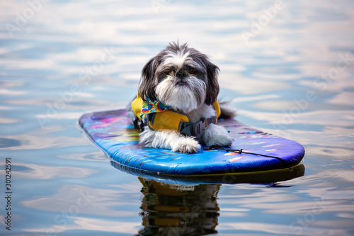 Shih Tzu Surfing