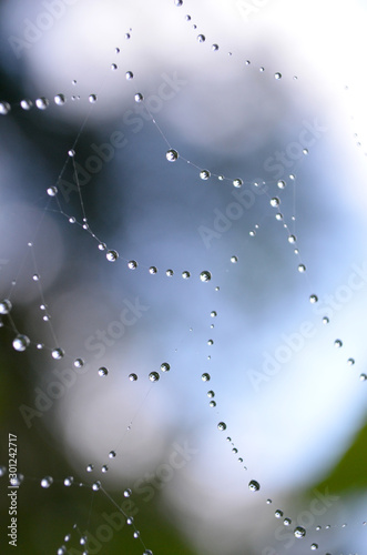  rain drops on a spider web