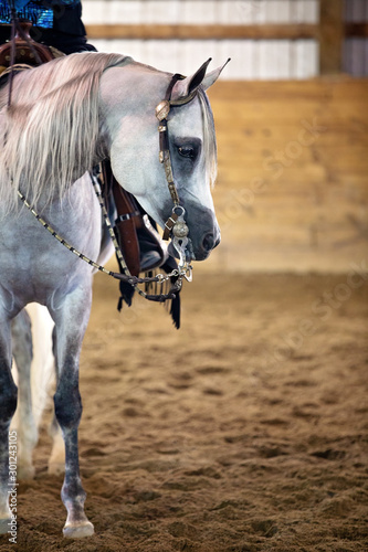Arabian Horse