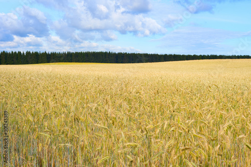 Wheet field harvest crop Es...