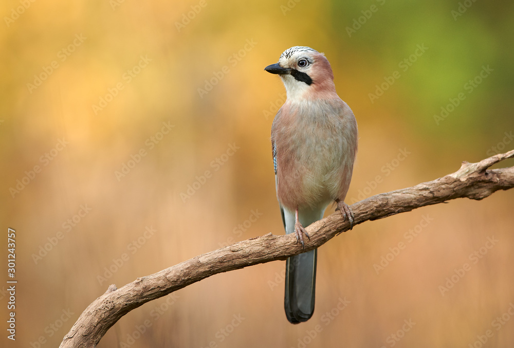 Eurasian jay (Garrulus glandarius) close up Eurasian jay (Garrulus glandarius) close up