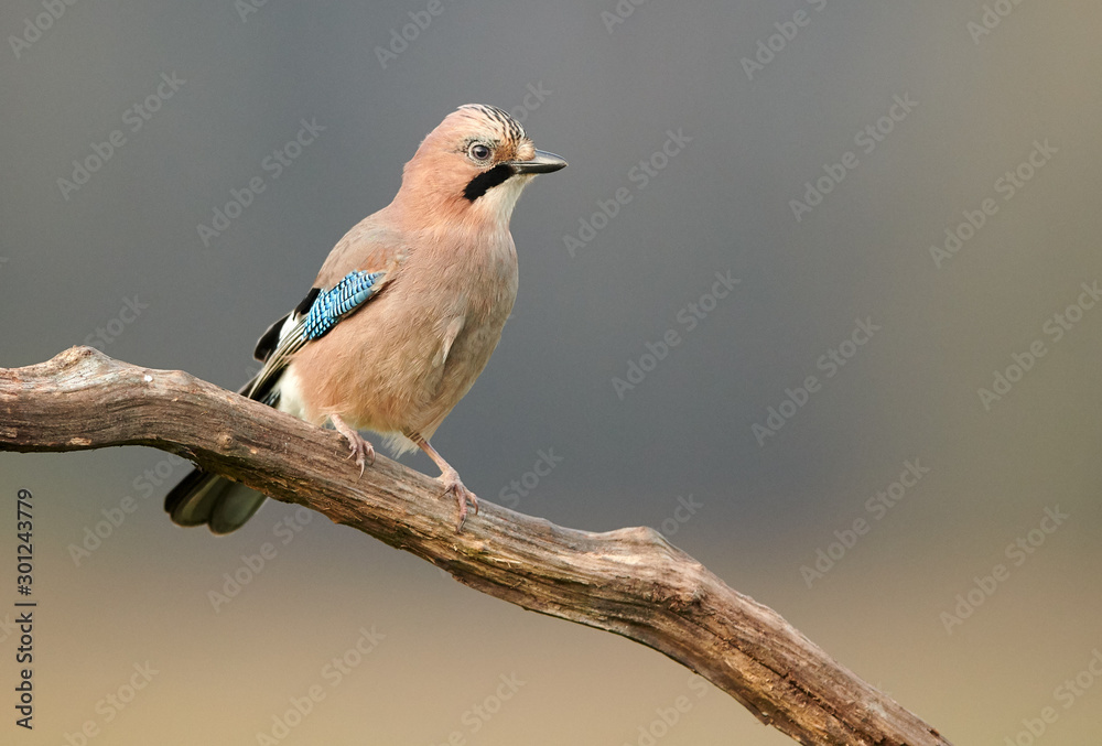 Fototapeta premium Eurasian jay (Garrulus glandarius) close up