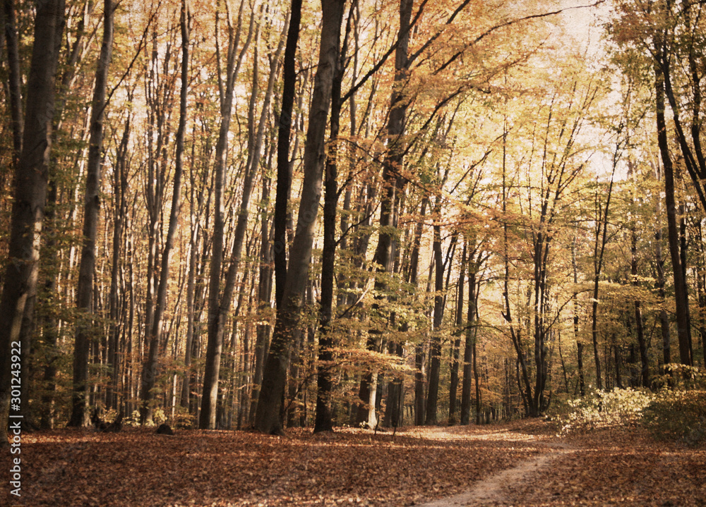 Artwork in retro style, autumn forest