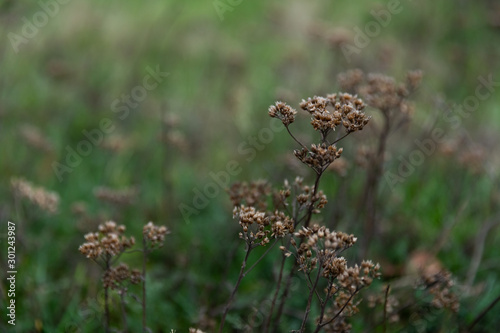 Trockene Pflanzen an einem Herbstnachmittag auf einer Wiese am Waldrand