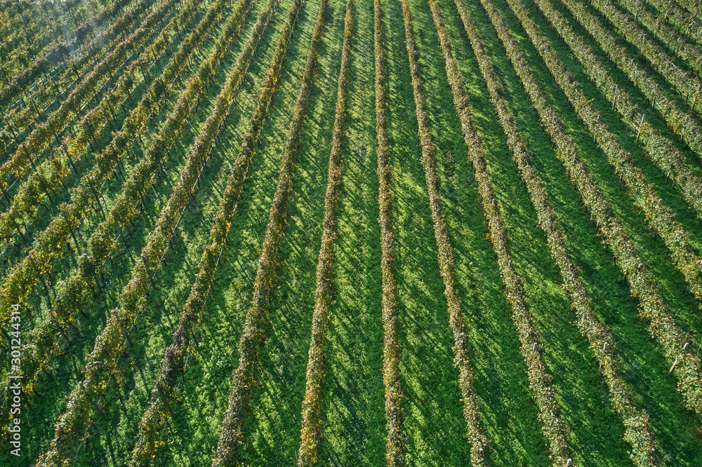 Autumn grape rows of yellow. Aerial view Autumn grape rows of yellow. Aerial view
