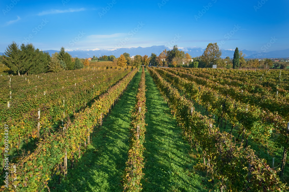 Autumn grape rows of yellow in the Alps in the background blue sky