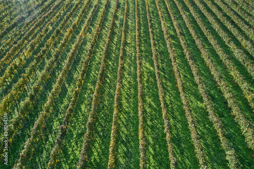 Autumn grape rows of yellow. Aerial view