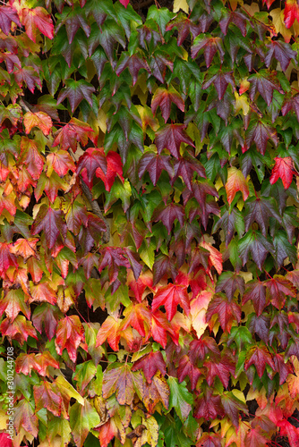Boston Ivy (Parthenocissus tricuspidata) on wall with red, yellow and green leaves fall background Autumn season, copy space