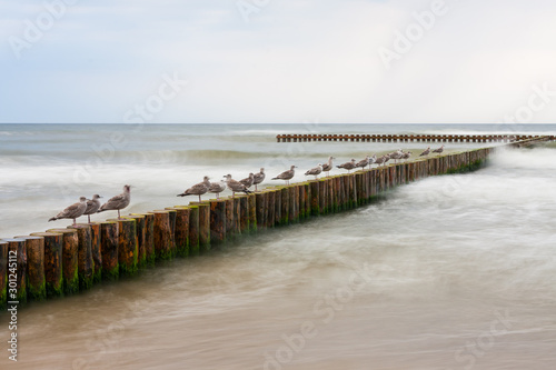 Mewy na tle fal morza bałtyckiego © Michał Włoch