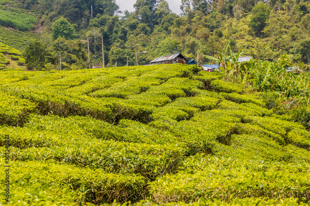 Tea plantations in the cameron highlands in Malaysia