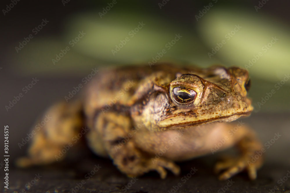 Fototapeta premium Close-up Leopard frog Lithobates berlandieri